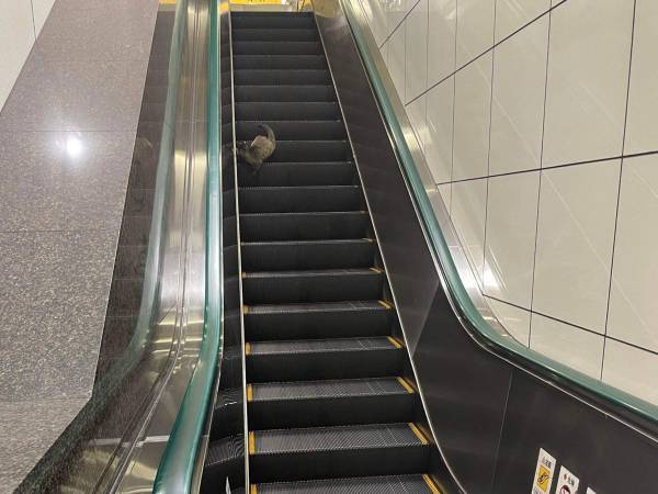 都心の駅で目にした野生動物に「出るんだ」「人間の文明に苦戦してる」