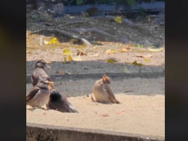 近所の公園に『野生を忘れた鳥』が…　平和な姿に「癒される」「爆睡？」