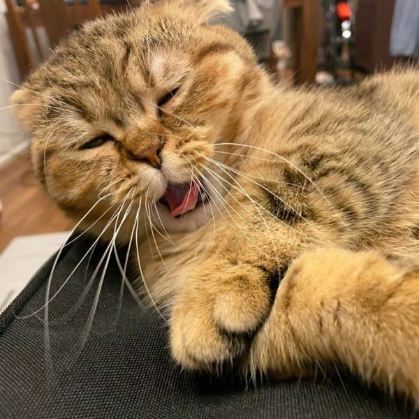 猫があくびをする表情に「クセが強い」「梅干しを食べたみたいで笑った」