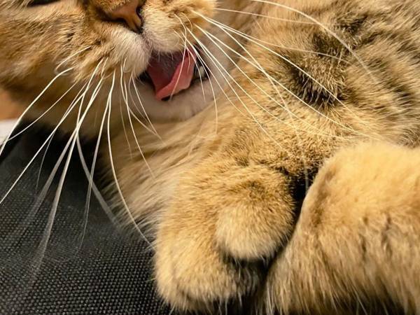 猫があくびをする表情に「クセが強い」「梅干しを食べたみたいで笑った」