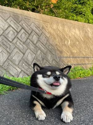 散歩中に歩くのをやめた柴犬　まさかの『抵抗』に、クスッとする人が続出