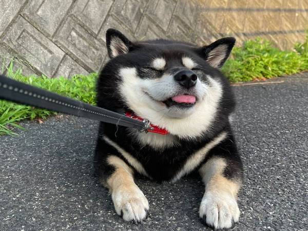 散歩中に歩くのをやめた柴犬　まさかの『抵抗』に、クスッとする人が続出