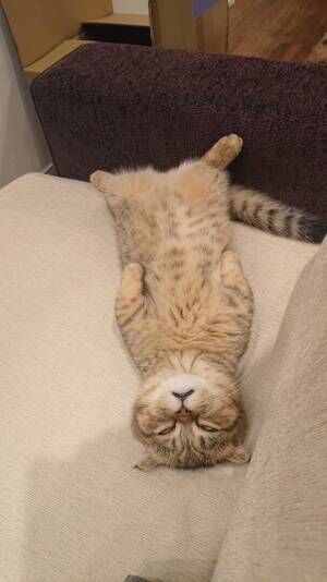 ソファで眠る猫の表情に、笑いが止まらない人続出　「疲れた時の自分だ」