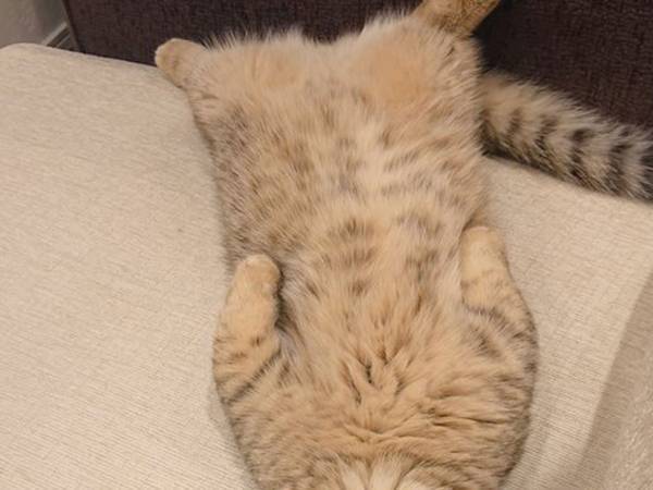 ソファで眠る猫の表情に、笑いが止まらない人続出　「疲れた時の自分だ」