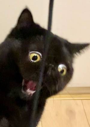 愛猫の初めて見せる『表情』に「猫もこんな顔になるんや…」