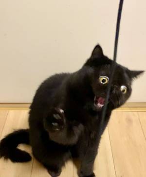 愛猫の初めて見せる『表情』に「猫もこんな顔になるんや…」