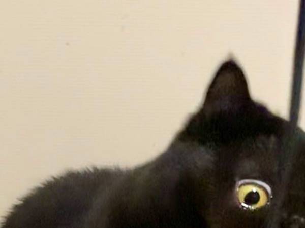 愛猫の初めて見せる『表情』に「猫もこんな顔になるんや…」