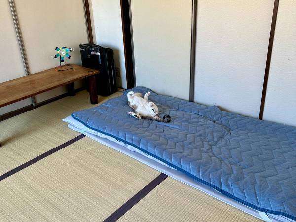 「Nクールを買った途端、毎朝これですわ」　布団が片付けられない理由とは