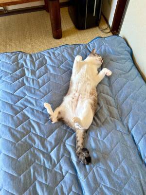 「Nクールを買った途端、毎朝これですわ」　布団が片付けられない理由とは