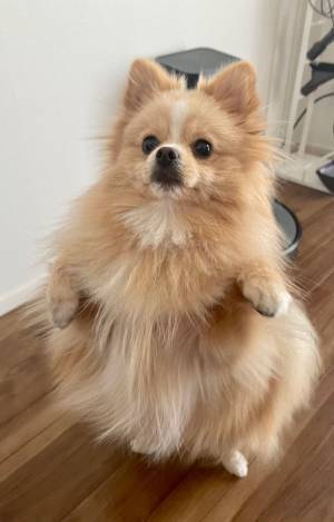 「僕、それ欲しい…」　サツマイモを見たポメラニアンが？