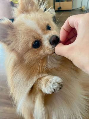 「僕、それ欲しい…」　サツマイモを見たポメラニアンが？