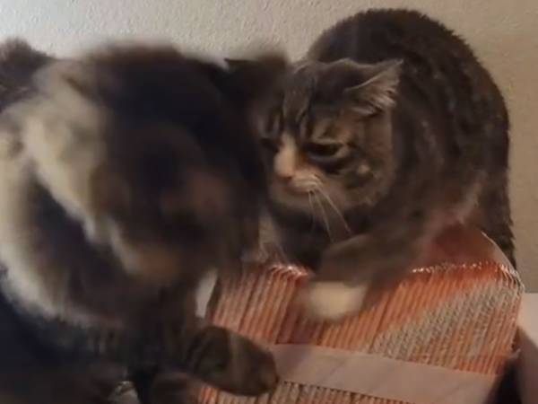 ケンカが始まると思いきや？　パンチされた猫の反応に「大人だな～！」