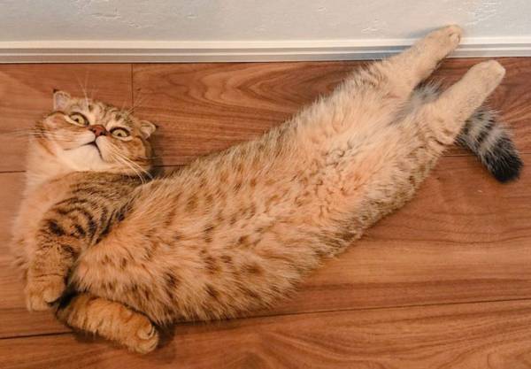猫がくつろぐ体勢が？　「体操選手みたい」「ニャイキだ！」