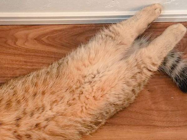 猫がくつろぐ体勢が？　「体操選手みたい」「ニャイキだ！」