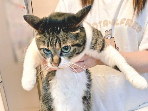 『デカい猫を見せたい女性と立つ気ゼロの猫』を写した１枚に、フフッ！