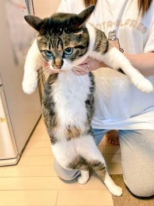 『デカい猫を見せたい女性と立つ気ゼロの猫』を写した１枚に、フフッ！