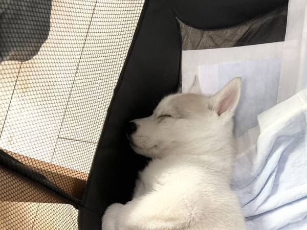 犬が寝ていた体勢が「コンパクトで無駄のないきれいさ！」