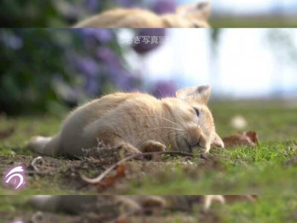 眠くてたまらないウサギ　睡魔とたたかう姿を映した５１秒に、きゅん！