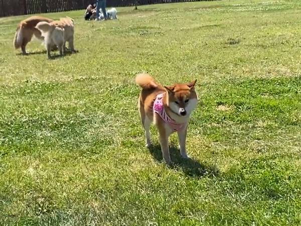 ドッグランでぽつん…　犬見知りする柴犬に「気持ち分かる」「自分かと思った」の声