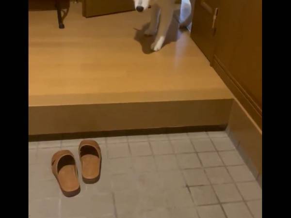 飼い主が帰宅すると、犬は？　「寝ぼけていたみたいでかわいい」