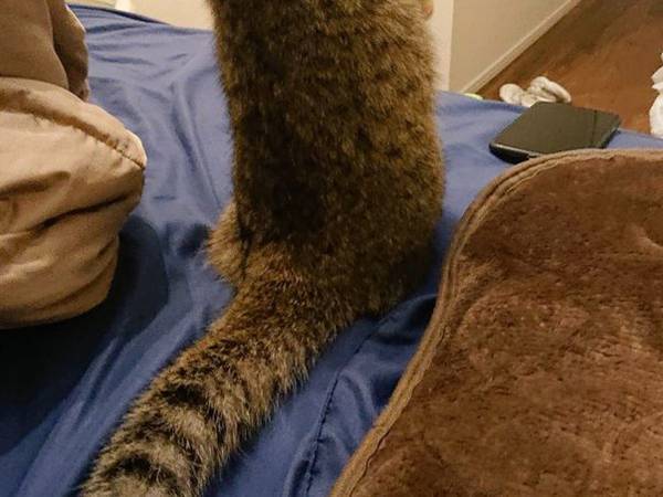 「猫背の概念がくつがえった」　愛猫を写した１枚に、吹き出したワケとは？