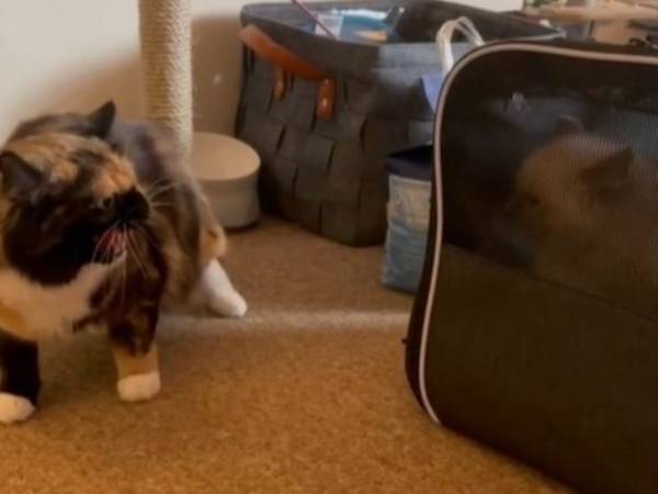 新しくやってきた子猫を威嚇した先住猫が？　「涙が出た」「ラブラブだ」