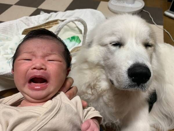 「私も泣きたいよ…」　泣く赤ちゃんの隣にいた犬の表情が？