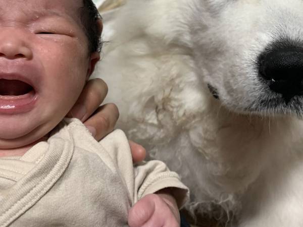 「私も泣きたいよ…」　泣く赤ちゃんの隣にいた犬の表情が？