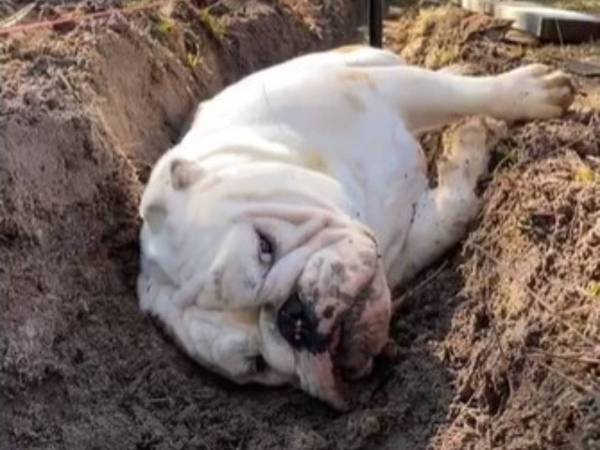 庭に草花を植えたい飼い主　穴を掘っていると愛犬が…？