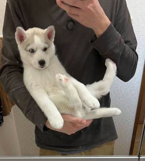 子犬が飼い主の手に乗る姿に「尊い」「かわいすぎてたまらん！」