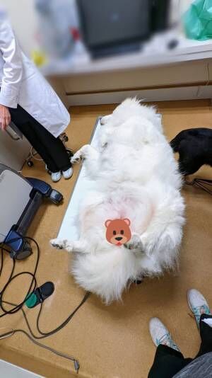 動物病院に犬を連れて行くと、スタッフが爆笑！　理由に「大物感出てる」