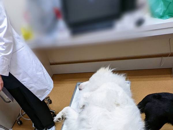動物病院に犬を連れて行くと、スタッフが爆笑！　理由に「大物感出てる」