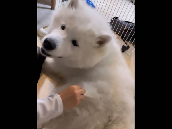 サモエドの換毛期に「ウソでしょ！？」「目が飛び出た」　尋常じゃない光景に驚愕…！