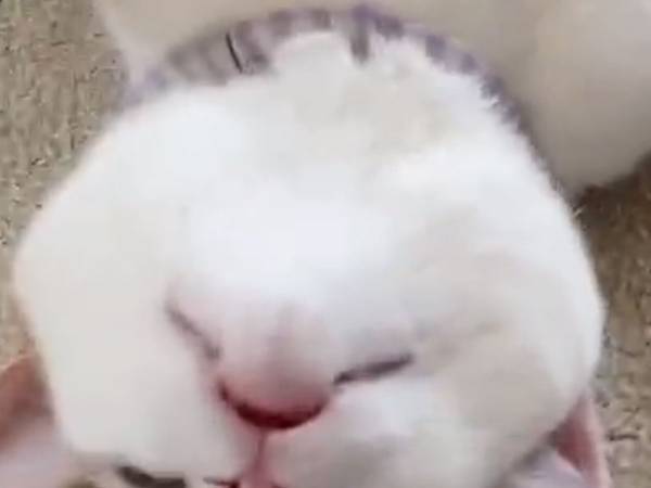 部屋に入ると、猫の姿に「これで寝てるんだぜ…？」「すごい格好」