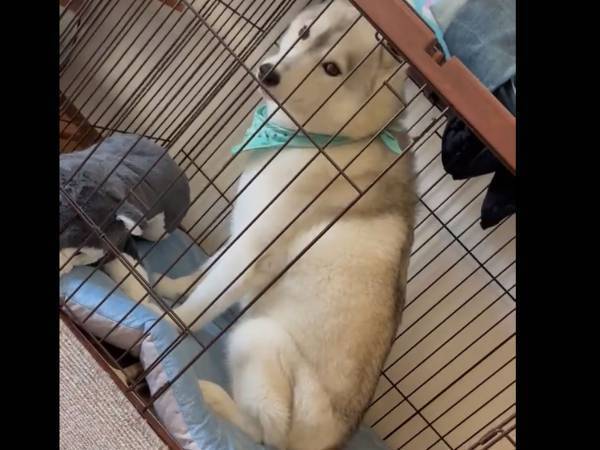 ケージの中に入れない犬　中にいたのは「くつろいでてかわいい」生き物！