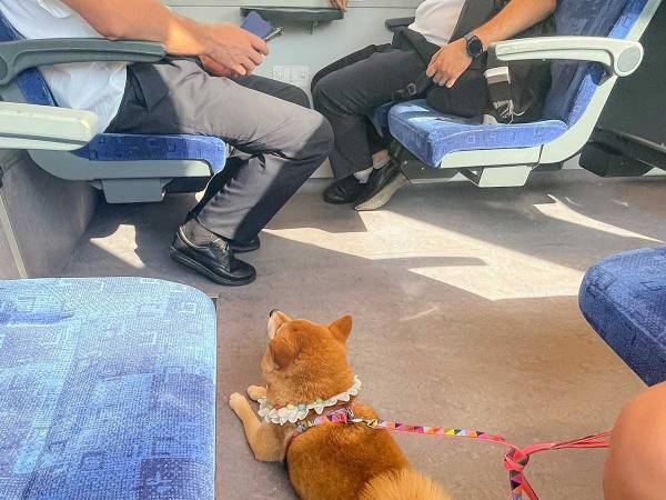 電車でくつろぐ柴犬、視線の先にいるのは…？　「いいなぁ」「うらやましい」