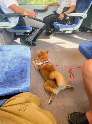 電車でくつろぐ柴犬、視線の先にいるのは…？　「いいなぁ」「うらやましい」