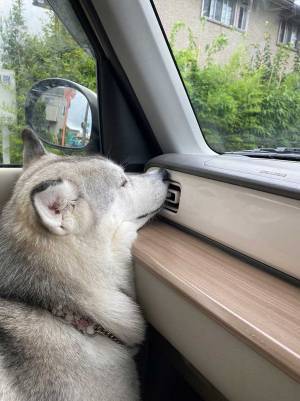 「冷気を独り占めしております」　車に乗ったハスキー、行動がかわいすぎた