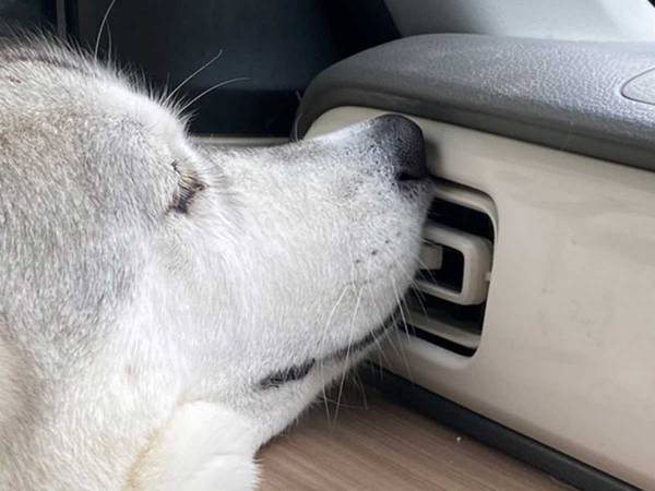 「冷気を独り占めしております」　車に乗ったハスキー、行動がかわいすぎた