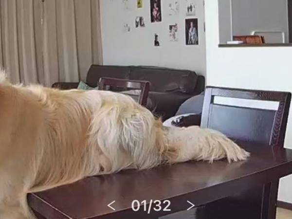 留守番の犬をカメラで確認した、飼い主　映っていた姿に「吹いた」「めっちゃ好き」