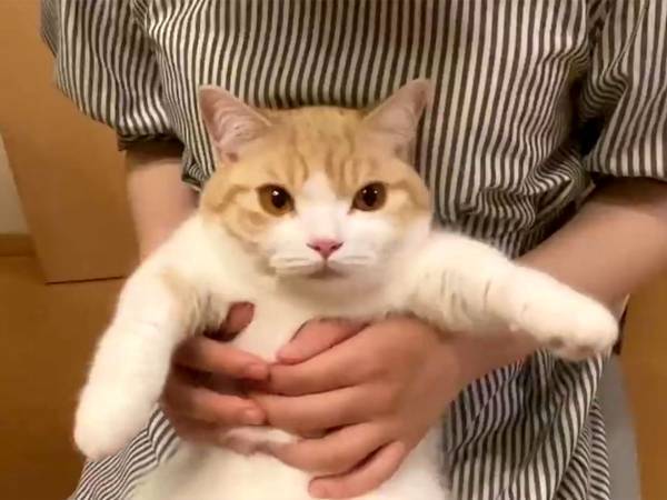 「すべてを諦めた顔をしている」　飼い主にされるがままな猫に、クスッ！