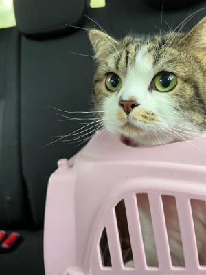 表情豊かに「行きたくないニャ！」　動物病院が苦手な猫、飼い主に無言の訴え