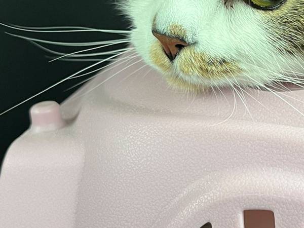 表情豊かに「行きたくないニャ！」　動物病院が苦手な猫、飼い主に無言の訴え