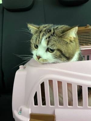 表情豊かに「行きたくないニャ！」　動物病院が苦手な猫、飼い主に無言の訴え