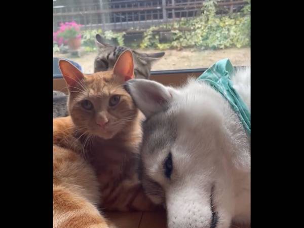 毛づくろいをしていた猫　１匹が離れた後の展開に「たまらん！」