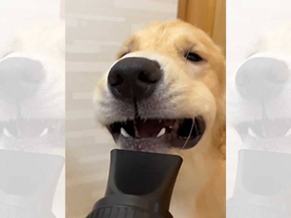 ドライヤーで愛犬を乾かそうとするが…？　「爆笑した」「伸び具合が最高」