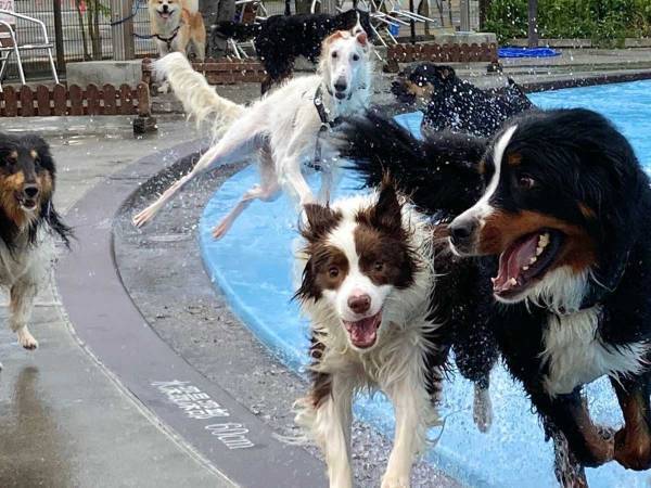 ドッグプールで遊ぶ犬たちの自由さにクスッ　「情報量が多い」「最高な写真」