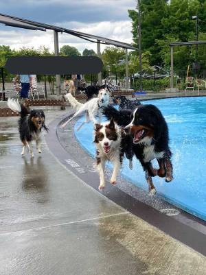 ドッグプールで遊ぶ犬たちの自由さにクスッ　「情報量が多い」「最高な写真」