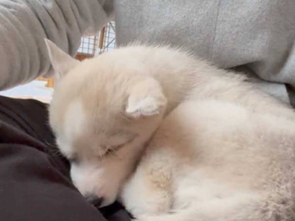 ハスキーの子犬が見せた９秒間の『癒し動画』がたまらない