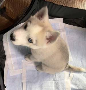 ハスキーの子犬が見せた９秒間の『癒し動画』がたまらない